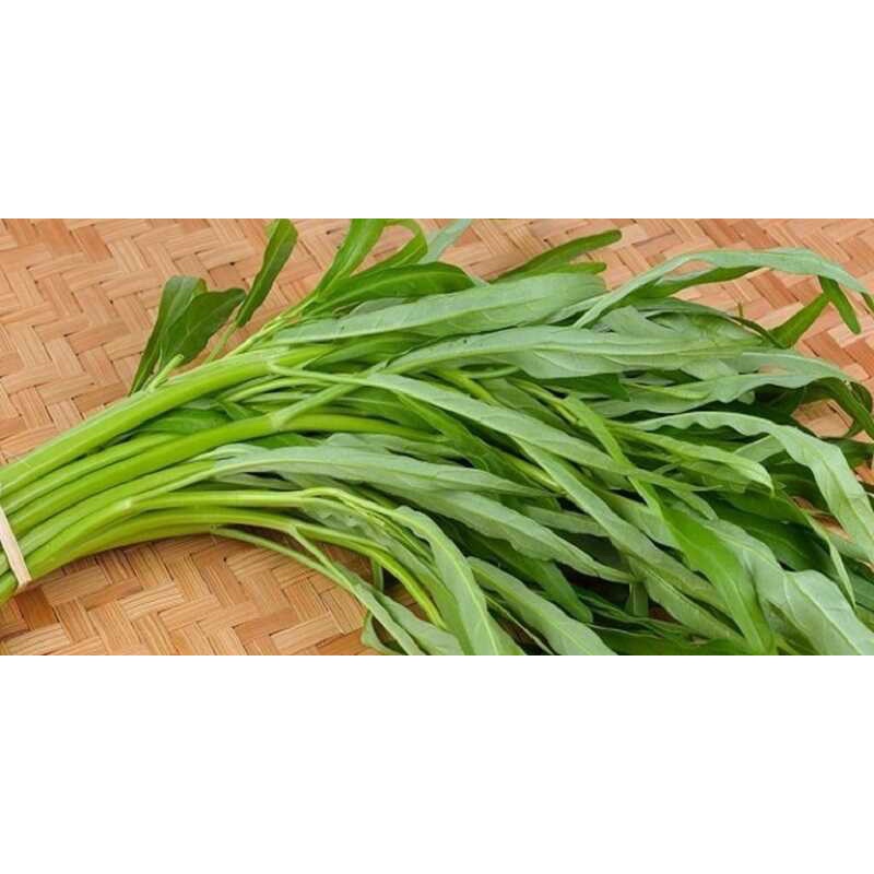Hạt Giống Rau muống - nảy mầm 100%