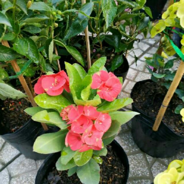 Cây xương rồng bát tiên