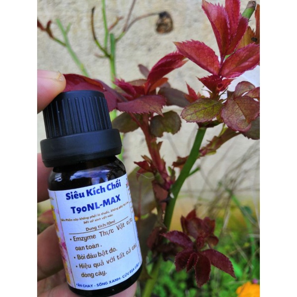 Siêu kích chồi T90 - NLmax 👍 kích chồi Mai vàng, bonsai, thân gỗ, hoa hồng, hoa lan....