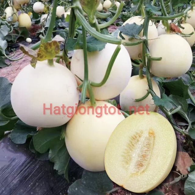 Hạt giống dưa lê siêu ngọt bạch ngọc gói lớn 5gam