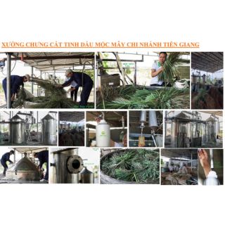 Tinh dầu bưởi chùm Mộc Mây