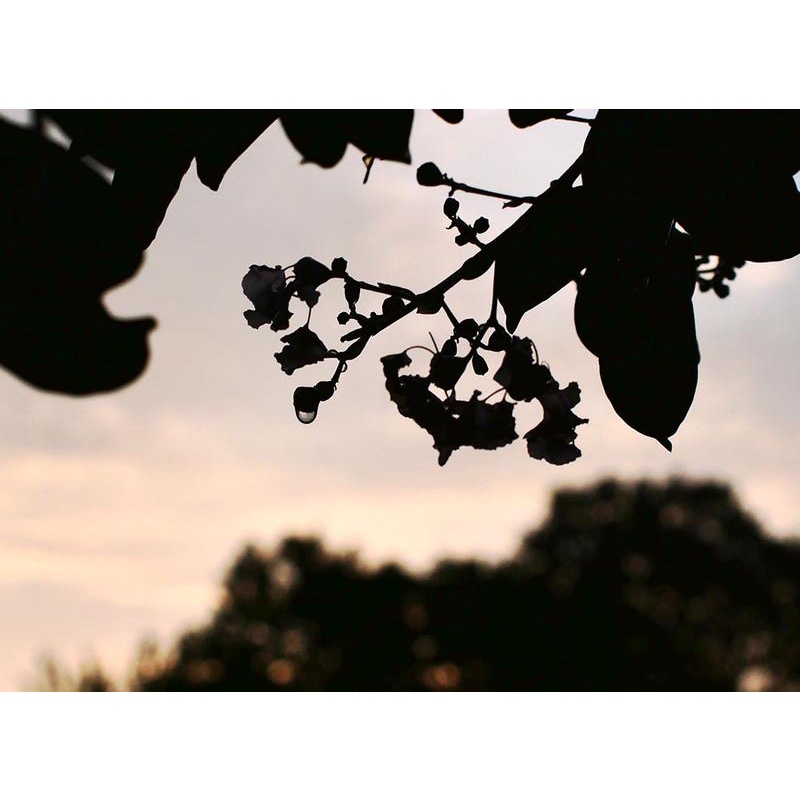 Ống kính 7Artisans 35mm f/0.95 Dành Cho Máy Ảnh Fujifilm