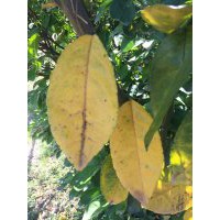 Thuốc trừ bệnh cho cây EDDY 72WP  đặc trị mốc sương, nấm phytophthora, vàng lá thối rễ của Công ty Hợp Trí