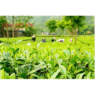 Chè móc câu đặc biệt 250k/500g