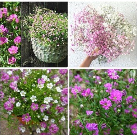 Hạt giống hoa Baby nhiều màu dễ trồng Gypsophila paniculata seeds