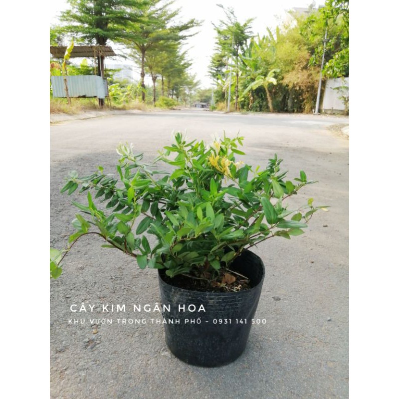 Cây Kim Ngân Hoa cây thuốc quý Chữa bệnh (bụi lớn bự gấp 3 bụi nhỏ)