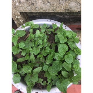 1 cây mồng tơi con
