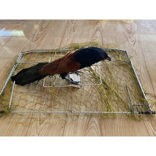 combo mẹt vuông bẫy bìm bịp và chim bìm bịp giả giá rẻ bẫy rất hiệu quả