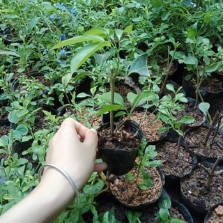 Cây lan tỏi giống
