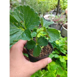 Dâu tây chịu nhiệt (cây giống)