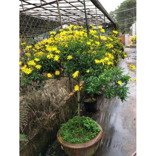 [ XẢ - CẮT LỖ] Hoa cúc thân gỗ