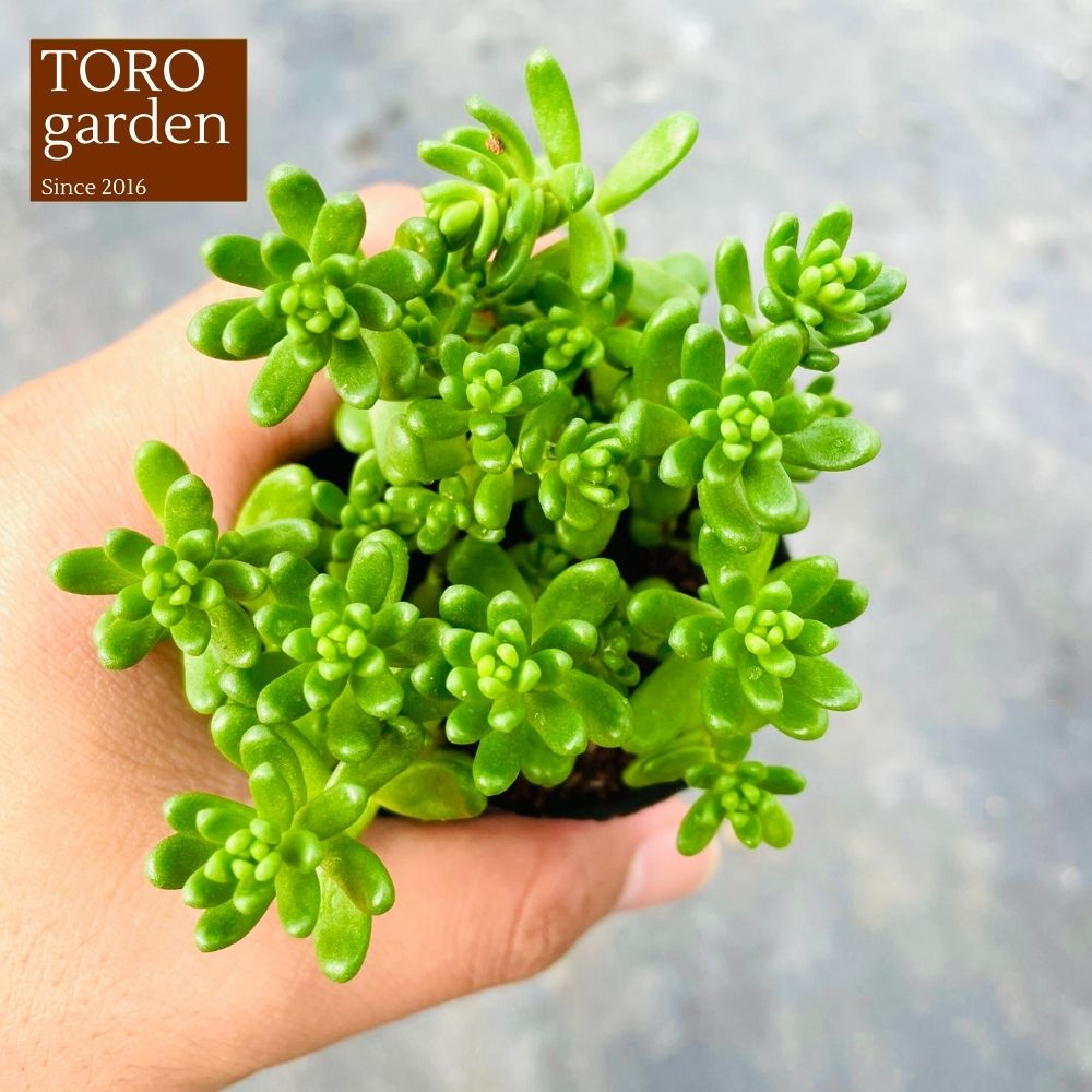 Sen đá sedum kẹo Đà Lạt size bé cây cảnh trang trí nhà cửa Toro garden