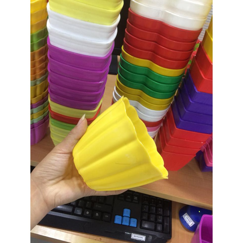 Chậu Hoa Mai Sọc