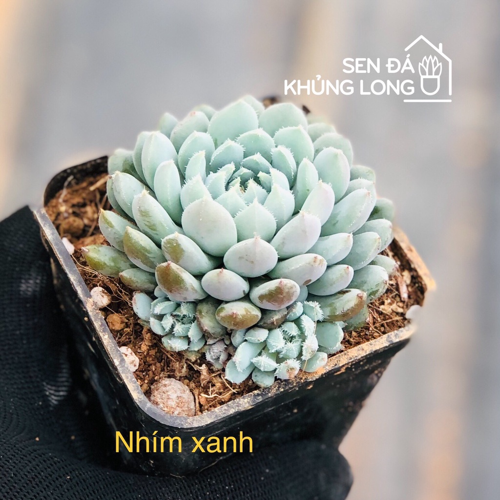Sen đá Nhím Xanh - echeveria rundelli