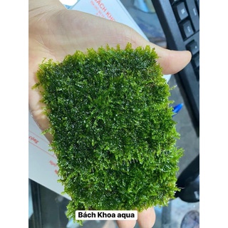 Rêu Mini Taiwan thủy sinh vỉ 10x10cm