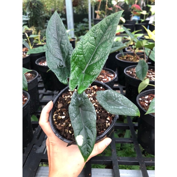 Cây môn Alocasia scalprum