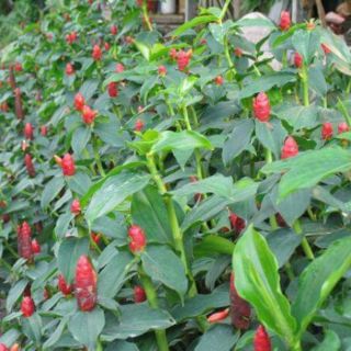 Cây giống hoa phúc lộc thọ