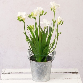 củ giống địa lan Nam Phi chơi Tết