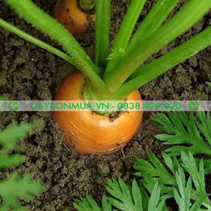Hạt Giống Cà Rốt ORANGE gói 2gr - [&gt;92% Nảy Mầm] -Giống Vàng Chất Lượng