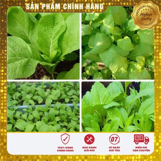 COMBO 7 LOẠI HẠT GIỐNG RAU CỦ QUẢ SẠCH VIP