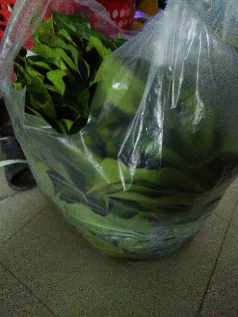 Lá vối tươi