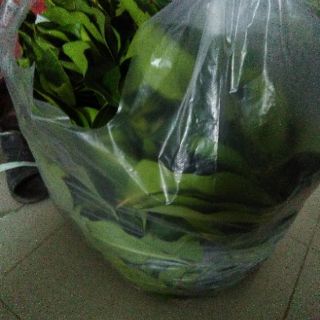 Cây, Lá vối (freeship)