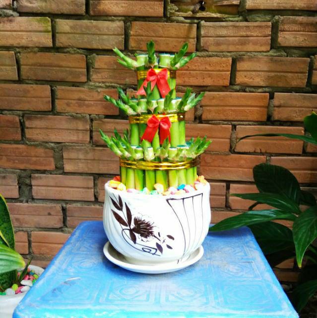 Phát Tài Búp Sen