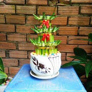 Phát Tài Búp Sen (Bao gồm chậu )