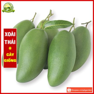 Cây xoài Thái xanh - cây con giống (45-60cm) khỏe mạnh phù hợp nhiều vùng miền dễ sinh trưởng cho năng suất cao - QD53