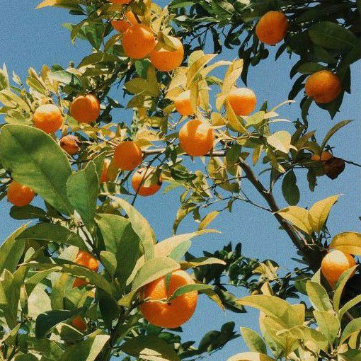 [Auth][Hương hoa] Xịt thơm Gingham | Thế Giới Skin Care