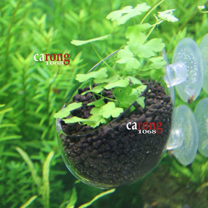 Trang trí bể cá Mini Crystal Glass Pot polka Water, chậu trồng cây thủy sinh