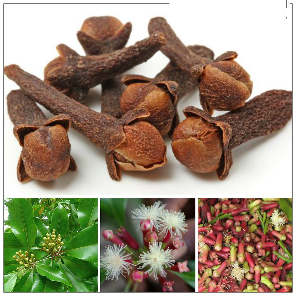 Nụ Đinh Hương Hũ 20g TG FOODS