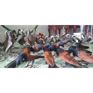 Bìm bịp giả