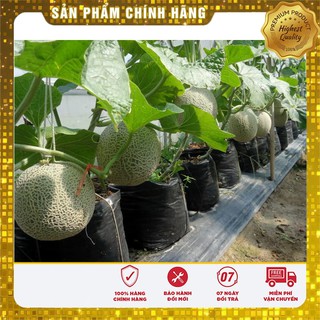 Hạt Giống Dưa Lưới Xanh Ruột Vàng(10 hạt)