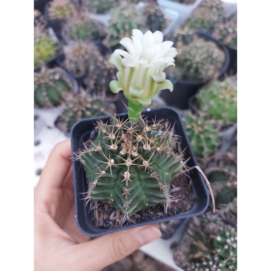 Xương rồng gymno