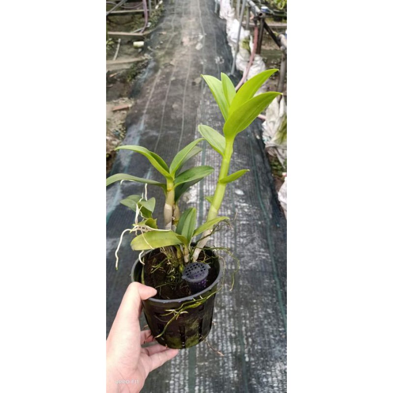 Hoa lan denro hoa hồng Blue - cây lớn