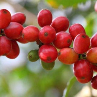 Tinh Dầu Cà Phê Nguyên Chất