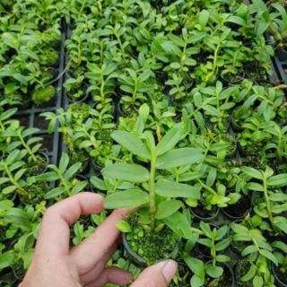 Lan phi điệp chớp Mỹ giống