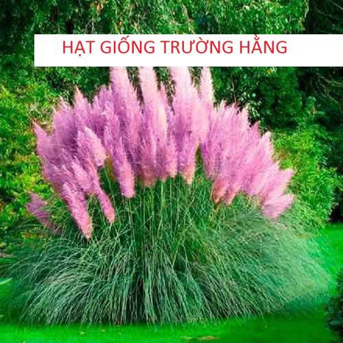 GÓI 10 Hạt Giống Cỏ Bông Lau Mỹ Mix Hồng Trắng TÍM