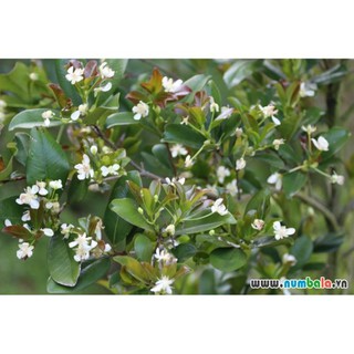 CÂY GIỐNG CHERRY NHIỆT ĐỚI