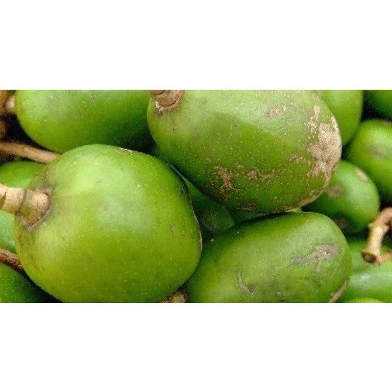 Cóc Cầy To Giòn Siêu Tươi Chảy Nước Miếng 24/24 (Giao trong vài giờ) TP.HCM