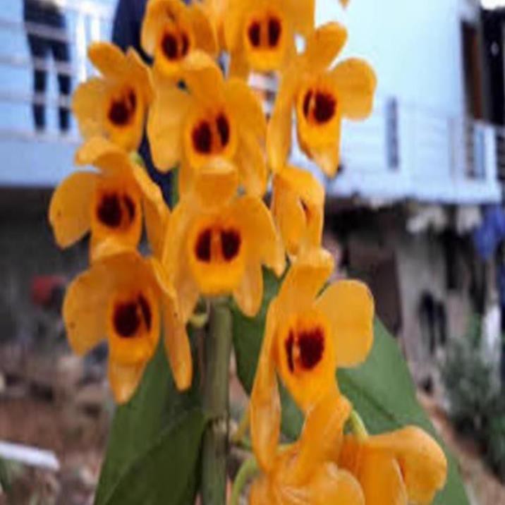 kie 1 bó phong lan phi điệp vàng rừng tây Bắc hàng hoa đẹp loài lan đẹp rực rỡ + Tặng 02 cây nhót ngọt