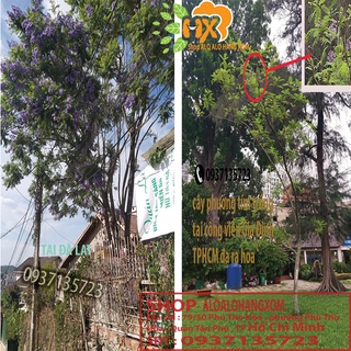 combo 5 cây phượng tím cây giống