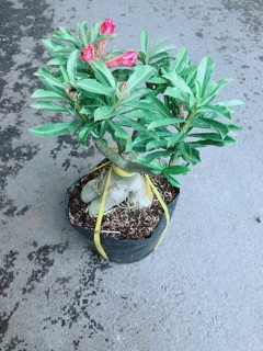 Cây Hoa Sứ Thái Kép