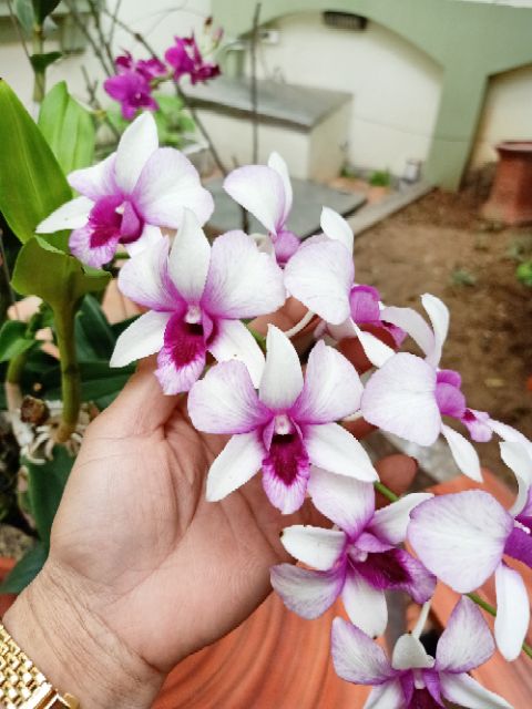 2 Lít Phân bón trứng chuối ủ lên men bổ sung HUMIC