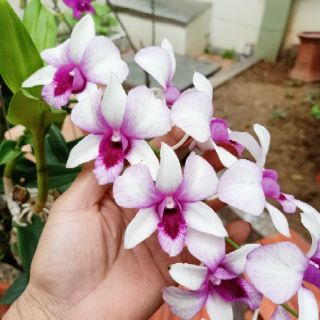 5lit Phân bón dịch chuối cho các loại Cây
