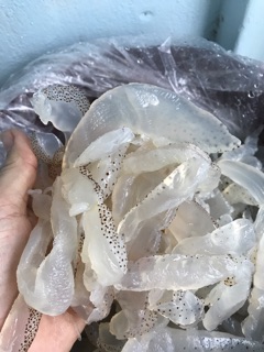 [5kg] SỨA Biển