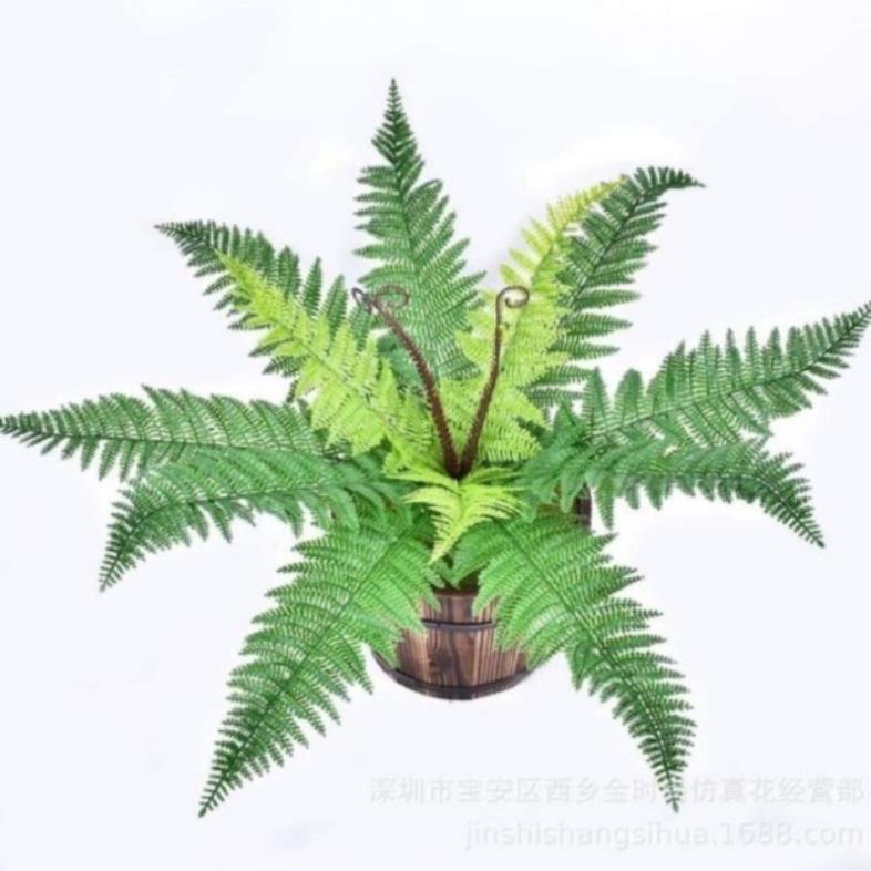 Cụm dương sỉ đại , giống thật 99%