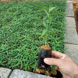 Cây giống đào phai, đào bích cây gieo hạt và cây ghép
