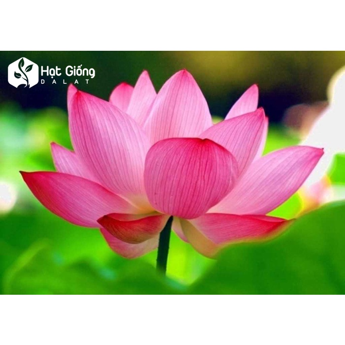 Hạt Giống Hoa Sen Ta (Sen Hồng Việt Nam) 10 hạt